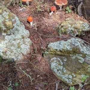 Amanita muscaria at Watson, ACT - 6 Dec 2021 10:16 AM