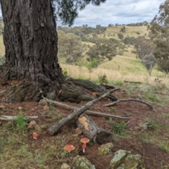 Amanita muscaria at Watson, ACT - 6 Dec 2021 10:16 AM