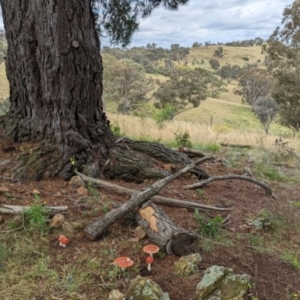 Amanita muscaria at Watson, ACT - 6 Dec 2021