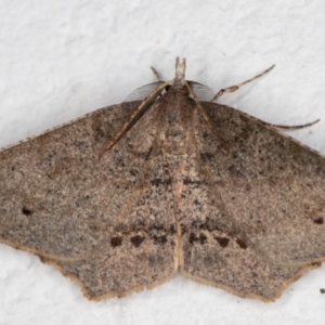 Rhinodia rostraria at Melba, ACT - 6 Oct 2021 11:43 PM