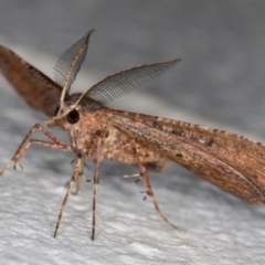 Rhinodia rostraria at Melba, ACT - 6 Oct 2021 11:43 PM