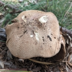 Agaricus sp. (Agaricus) at Watson, ACT - 6 Dec 2021 by sbittinger