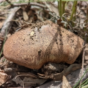 Agaricus sp. at Watson, ACT - 6 Dec 2021 10:30 AM