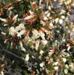 Epacris robusta at Mount Clear, ACT - 28 Nov 2021 01:15 PM