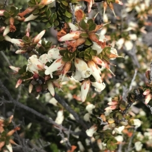 Epacris robusta at Mount Clear, ACT - 28 Nov 2021 01:15 PM