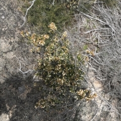 Epacris robusta at Mount Clear, ACT - 28 Nov 2021