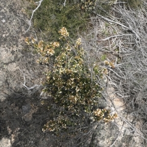 Epacris robusta at Mount Clear, ACT - 28 Nov 2021 01:15 PM