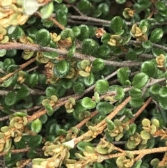 Phebalium squamulosum subsp. ozothamnoides at Mount Clear, ACT - 28 Nov 2021