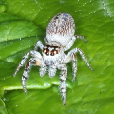 Opisthoncus grassator (Jumping spider) at Ainslie, ACT - 9 Nov 2021 by jbromilow50