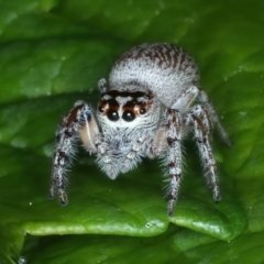 Opisthoncus grassator at Ainslie, ACT - 10 Nov 2021 08:51 AM