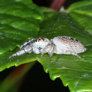 Opisthoncus grassator at Ainslie, ACT - 10 Nov 2021