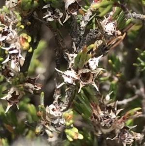 Kunzea muelleri at Mount Clear, ACT - 28 Nov 2021 01:48 PM