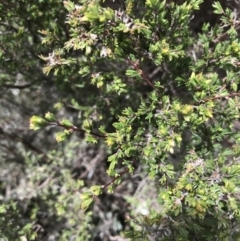 Kunzea muelleri at Mount Clear, ACT - 28 Nov 2021