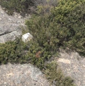 Kunzea muelleri at Mount Clear, ACT - 28 Nov 2021 01:48 PM