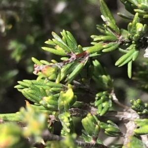 Kunzea muelleri at Mount Clear, ACT - 28 Nov 2021