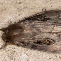 Leptocneria reducta at Melba, ACT - 7 Oct 2021