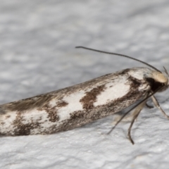 Eusemocosma pruinosa at Melba, ACT - 8 Oct 2021 11:44 PM