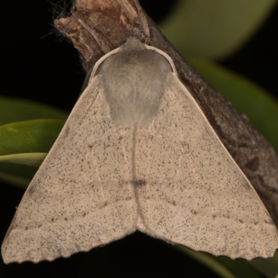 Arhodia lasiocamparia (Pink Arhodia (Oenochrominae)) at Melba, ACT - 8 Oct 2021 by kasiaaus