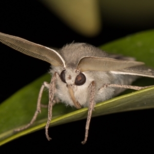 Arhodia lasiocamparia at Melba, ACT - 8 Oct 2021 11:57 PM