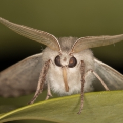 Arhodia lasiocamparia at Melba, ACT - 8 Oct 2021