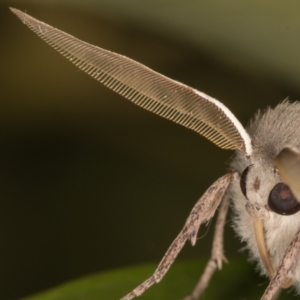 Arhodia lasiocamparia at Melba, ACT - 8 Oct 2021 11:57 PM