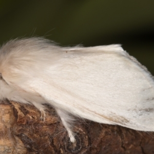 Trichiocercus sparshalli at Melba, ACT - 8 Oct 2021