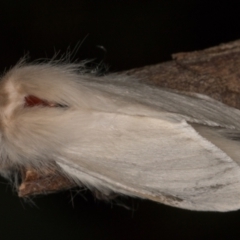 Trichiocercus sparshalli at Melba, ACT - 8 Oct 2021