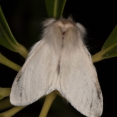 Trichiocercus sparshalli at Melba, ACT - 8 Oct 2021 11:49 PM