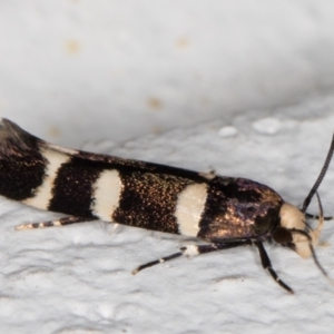 Limnaecia chionospila at Melba, ACT - 8 Oct 2021