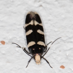 Limnaecia chionospila at Melba, ACT - 8 Oct 2021