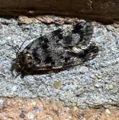 Barea (genus) (A concealer moth) at Jerrabomberra, NSW - 7 Dec 2021 by SteveBorkowskis