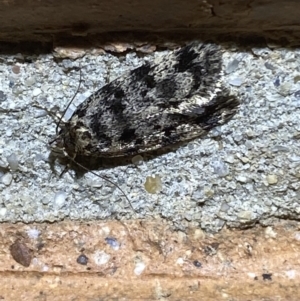 Barea (genus) at Jerrabomberra, NSW - suppressed