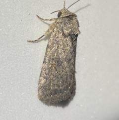 Proteuxoa (genus) (A Noctuid moth) at Jerrabomberra, NSW - 7 Dec 2021 by SteveBorkowskis
