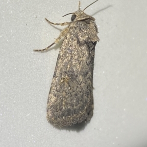 Proteuxoa (genus) at Jerrabomberra, NSW - 7 Dec 2021