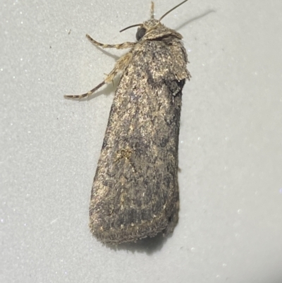Proteuxoa (genus) (A Noctuid moth) at Jerrabomberra, NSW - 7 Dec 2021 by SteveBorkowskis
