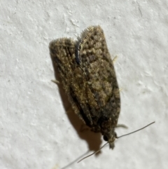 Tortricinae (subfamily) (A tortrix moth) at Jerrabomberra, NSW - 7 Dec 2021 by Steve_Bok