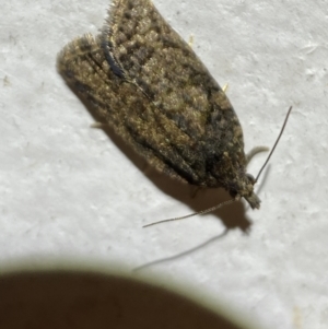 Tortricinae (subfamily) at Jerrabomberra, NSW - 7 Dec 2021