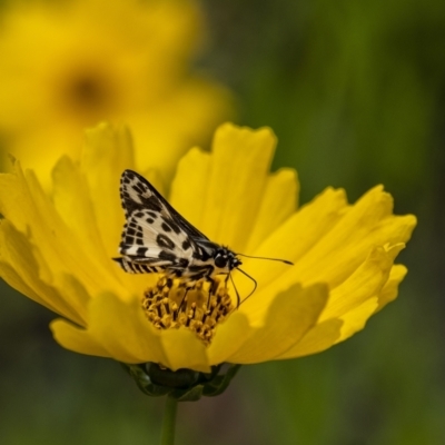 Hesperilla ornata (Spotted Sedge-skipper) at Penrose, NSW - 7 Dec 2021 by Aussiegall