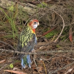 Platycercus eximius (Eastern Rosella) at Penrose, NSW - 7 Dec 2021 by Aussiegall