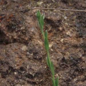 Pimelea curviflora at Monash, ACT - 3 Nov 2021