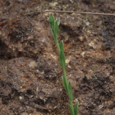 Pimelea curviflora (Curved Rice-flower) at Monash, ACT - 3 Nov 2021 by AndyRoo