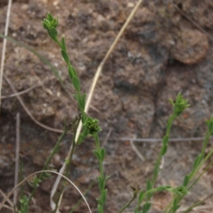 Pimelea curviflora at Monash, ACT - 3 Nov 2021