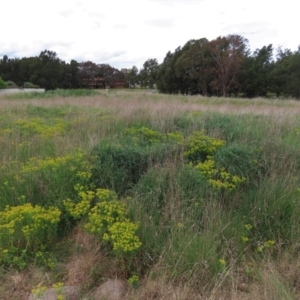 Euphorbia oblongata at Monash, ACT - 3 Nov 2021 02:16 PM