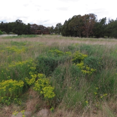 Euphorbia oblongata (Egg-leaf Spurge) at Tuggeranong Creek to Monash Grassland - 3 Nov 2021 by AndyRoo