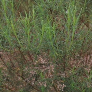 Cassinia quinquefaria at Monash, ACT - 3 Nov 2021 02:25 PM