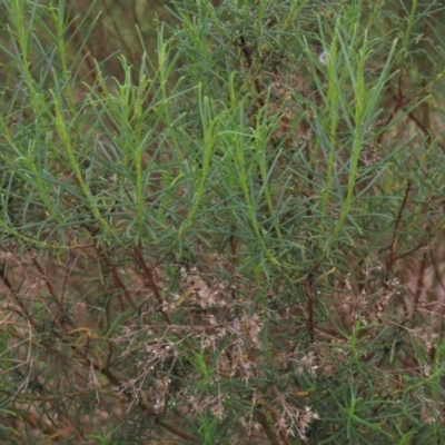 Cassinia quinquefaria (Rosemary Cassinia) at Monash Grassland - 3 Nov 2021 by AndyRoo