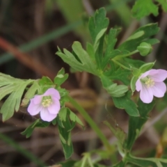 Geranium solanderi (Native Geranium) at Monash, ACT - 3 Nov 2021 by AndyRoo