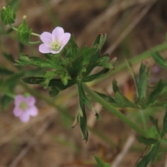 Geranium solanderi at Monash, ACT - 3 Nov 2021