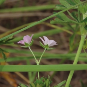 Geranium solanderi at Monash, ACT - 3 Nov 2021