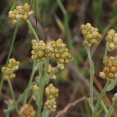 Pseudognaphalium luteoalbum (Jersey Cudweed) at Monash Grassland - 3 Nov 2021 by AndyRoo